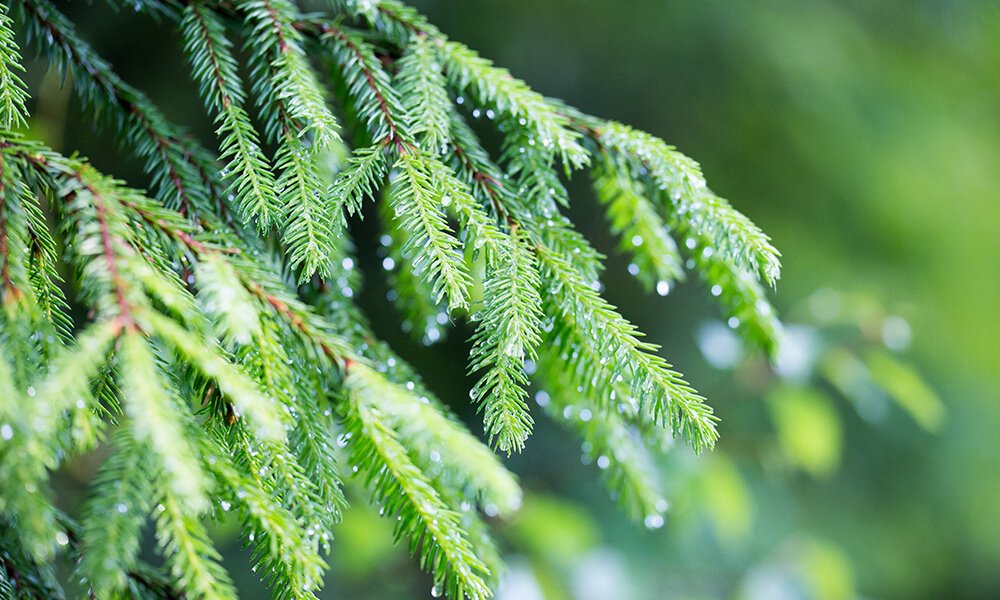 Koja uses climate-friendly energy for manufacturing